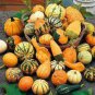 'Diamon' Pumpkin Ornamental Edible Vegetable 8 PCS Seeds