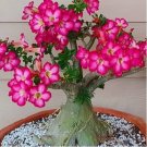 'Double Moons' Adenium Obesum Indoor Bonsai Desert Rose 2 PCS Seeds