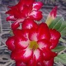 'Dragon Siam' Dark Red Desert Rose Adenium Obesum 2 PCS Seeds