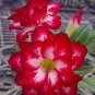 'Dragon Siam' Dark Red Desert Rose Adenium Obesum 2 PCS Seeds