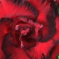 'Dragon Siam' Dark Red Desert Rose Adenium Obesum 2 PCS Seeds