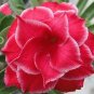 'Dragon Siam' Dark Red Desert Rose Adenium Obesum 2 PCS Seeds