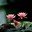 'Empress Wu' Red Lotus Flower Water Lily Flower Aquatic Plants DIY 1 PCS Seeds 'Empress Wu' Red Lotus Flower Water Lily Flower Aquatic Plants DIY 1 PCS Seeds