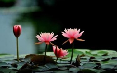 'Empress Wu' Red Lotus Flower Water Lily Flower Aquatic Plants DIY 1 PCS Seeds
