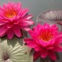 'Empress Wu' Red Lotus Flower Water Lily Flower Aquatic Plants DIY 1 PCS Seeds