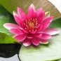 'Empress Wu' Red Lotus Flower Water Lily Flower Aquatic Plants DIY 1 PCS Seeds