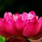 'Empress Wu' Red Lotus Flower Water Lily Flower Aquatic Plants DIY 1 PCS Seeds