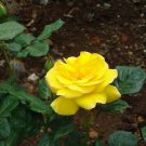 'Euro Tri' Yellow Rose Shrub Flower 50 PCS Seeds