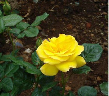 'Euro Tri' Yellow Rose Shrub Flower 50 PCS Seeds