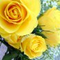 'Euro Tri' Yellow Rose Shrub Flower 50 PCS Seeds