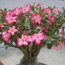 'Feng Hei' Adenium Desert Rose Bonsai 2 PCS Seeds