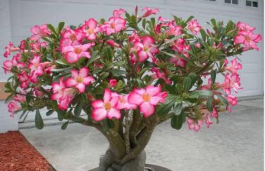 'Feng Hei' Adenium Desert Rose Bonsai 2 PCS Seeds