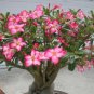 'Feng Hei' Adenium Desert Rose Bonsai 2 PCS Seeds