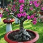 'Feng Hei' Adenium Desert Rose Bonsai 2 PCS Seeds