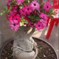 'Feng Hei' Adenium Desert Rose Bonsai 2 PCS Seeds
