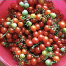 'Feng Tao' Bunches of Pink Red Cherry Tomato 100 PCS Seeds 'Feng Tao' Bunches of Pink Red Cherry Tomato 100 PCS Seeds