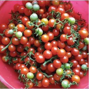 'Feng Tao' Bunches of Pink Red Cherry Tomato 100 PCS Seeds