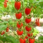 'Feng Tao' Bunches of Pink Red Cherry Tomato 100 PCS Seeds