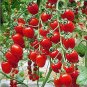 'Feng Tao' Bunches of Pink Red Cherry Tomato 100 PCS Seeds