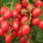 'Feng Tao' Bunches of Pink Red Cherry Tomato 100 PCS Seeds