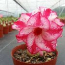 'Feng Wu' Double Adenium Desert Rose 2 PCS Seeds