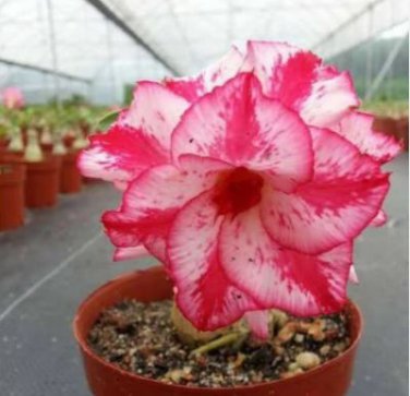 'Feng Wu' Double Adenium Desert Rose 2 PCS Seeds
