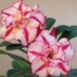 'Feng Wu' Double Adenium Desert Rose 2 PCS Seeds