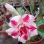 'Feng Wu' Double Adenium Desert Rose 2 PCS Seeds