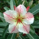 'Fire Down Below' Adenium Desert Rose 2 PCS Seeds 'Fire Down Below' Adenium Desert Rose 2 PCS Seeds