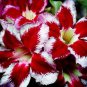 'Fire Down Below' Adenium Desert Rose 2 PCS Seeds
