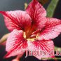 'Fire Down Below' Adenium Desert Rose 2 PCS Seeds