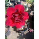 'Fire Fenghwang' Adenium Obesum Flower 2 PCS Seeds