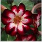 'Fire Fenghwang' Adenium Obesum Flower 2 PCS Seeds