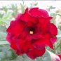'Fire Fenghwang' Adenium Obesum Flower 2 PCS Seeds
