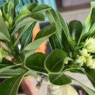 'Five Stars' Green Desert Rose 2 PCS Seeds