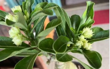 'Five Stars' Green Desert Rose 2 PCS Seeds