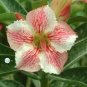 'Five Stars' Green Desert Rose 2 PCS Seeds