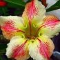 'Five Stars' Green Desert Rose 2 PCS Seeds