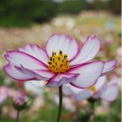 'Fizzy Rose Picotee' Cosmos bipinnatus Annual Flowers 50 PS Seeds