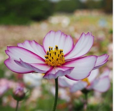 'Fizzy Rose Picotee' Cosmos bipinnatus Annual Flowers 50 PS Seeds