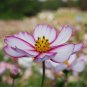 'Fizzy Rose Picotee' Cosmos bipinnatus Annual Flowers 50 PS Seeds