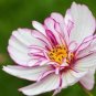 'Fizzy Rose Picotee' Cosmos bipinnatus Annual Flowers 50 PS Seeds