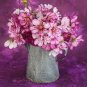 'Fizzy Rose Picotee' Cosmos bipinnatus Annual Flowers 50 PS Seeds