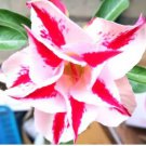 'Fragrant Delight' Adenium Obesum Bangkok kalachuchi Flower 2 PCS Seeds