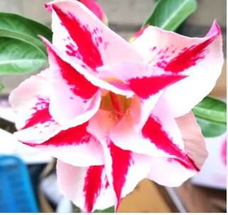 'Fragrant Delight' Adenium Obesum Bangkok kalachuchi Flower 2 PCS Seeds
