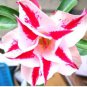 'Fragrant Delight' Adenium Obesum Bangkok kalachuchi Flower 2 PCS Seeds