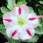 'Fragrant Delight' Adenium Obesum Bangkok kalachuchi Flower 2 PCS Seeds