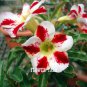 'Fragrant Delight' Adenium Obesum Bangkok kalachuchi Flower 2 PCS Seeds