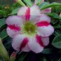 'Fragrant Delight' Adenium Obesum Bangkok kalachuchi Flower 2 PCS Seeds