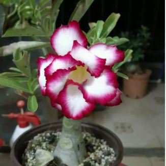 'Ge Woo' Taiwan Adenium Desert Rose 2 PCS Seeds